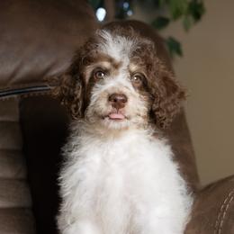 Mocha - Brown and white male Bernedoodle puppy in Youngstown, Florida from Wonderland’s Boujie Kennels