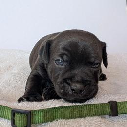 Nipsey Daiser - male Patterdale Terrier puppy in Yucaipa, California from Moormont Kennels
