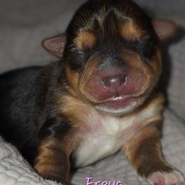 Freya - Black and tan female Yorkshire Terrier puppy in Vancouver, Washington from Yorkastle Kennels