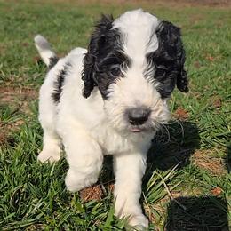 Truffles - Black and white female Bernedoodle puppy in Mckenzie, Tennessee from Small Town Doodles & Poodles