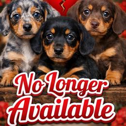 Graham - Dapple male Dachshund puppy in Shawnee, Oklahoma from Magic Eagle Miniature Dachshunds