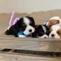 Cavalier King Charles Spaniel Puppies from SHANNON'S CAVALIERS