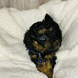 Poodle Puppies from Emmino Poodles