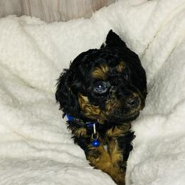 Poodle Puppies from Emmino Poodles