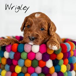 Australian Labradoodle Puppies from Swinging Gate Labradoodles
