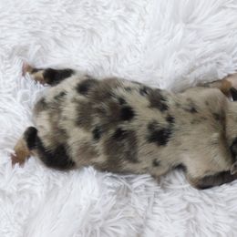 Australian Shepherd Puppies from Ready 'N Abel Aussies