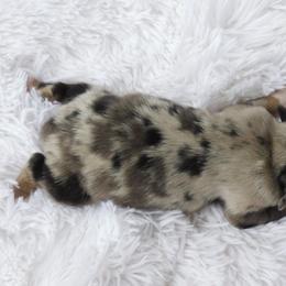 Australian Shepherd Puppies from Ready 'N Abel Aussies