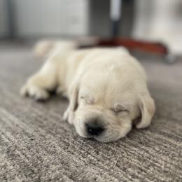 Labrador Retriever Puppies from Labsmith Labs