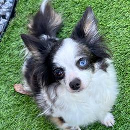 Rarity - Chihuahua