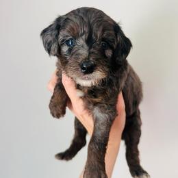 Oakley - Merle female Goldendoodle puppy in Auburn, Indiana from Martin’s Doodles