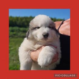Red collar - White and badger male Great Pyrenees puppy in Mikado, Michigan from Brittain Family Farm