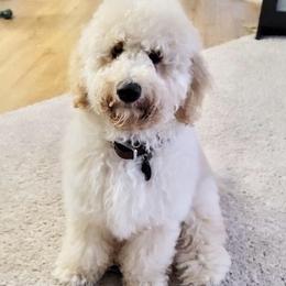 Bernedoodle, Goldendoodle, and Labradoodle All Grown Up from Pia’s Doodle Poodle Wag
