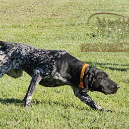Henry - German Shorthaired Pointer