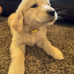 Buttercup - Light golden female Golden Retriever puppy in Lebec, California from Socalretrievers