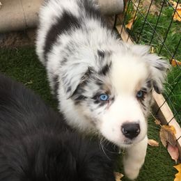 Boy 6 - Australian Shepherd puppy in Perkasie, Pennsylvania from Kid’s Kingdom Australian Shepherds