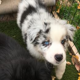Boy 6 - Australian Shepherd puppy in Perkasie, Pennsylvania from Kid’s Kingdom Australian Shepherds