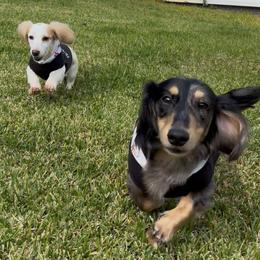 Dachshund All Grown Up from Doxie Bunch