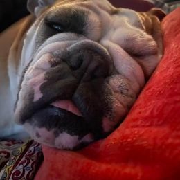 Bulldog Puppies from Jodi's Bulldogs