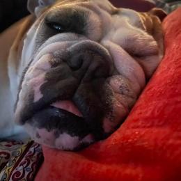 Bulldog Puppies from Jodi's Bulldogs