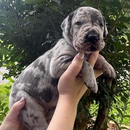 Blue collar - Merle male Great Dane puppy in Ider, Alabama from Sand Mountain Danes LLC