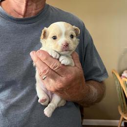Comet - Gold and white male Chihuahua puppy in Mechanicsburg, Pennsylvania from Rossmoyne Chihuahuas