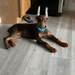 Doberman Pinscher Puppies from Jensen Dobermans