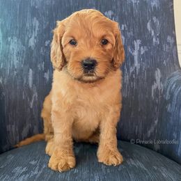 Australian Labradoodle Puppies from Pinnacle Labradoodles
