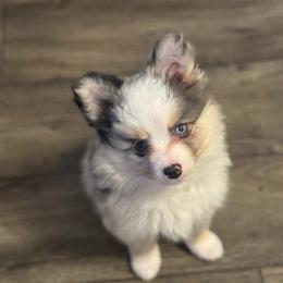 Praline - Merle female Pomsky puppy in Sturgis, Kentucky from Furever Pomskies