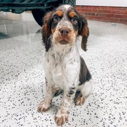 English Springer Spaniel Puppies from Sweet Southern Spaniels
