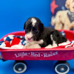 Dalton - Black and white male Sheepadoodle puppy in Willacoochee, Georgia from Kitandkboodle's Doodles
