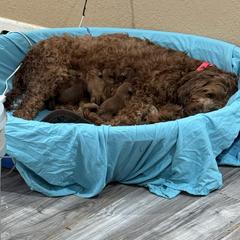 Mars - Red male Irish Doodle puppy in Harrisburg, Arkansas from Ransone’s Ridge Runners Poodles and Doodles