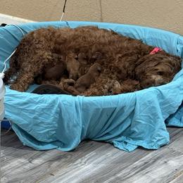 Mars - Red male Irish Doodle puppy in Harrisburg, Arkansas from Ransone’s Ridge Runners Poodles and Doodles