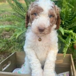 Brew - Parti male Goldendoodle puppy in Taylorsville, North Carolina from Doggone Dixie Doodles