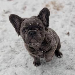 Kardashian - Blue female French Bulldog puppy in Rochester, New York from Upstate Champion Kennels