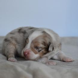 Sol - Red merle male Australian Shepherd puppy in Jameson, Missouri from Sky Creek