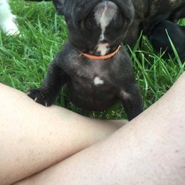 French Bulldog Puppies from Cedar Croft Kennel