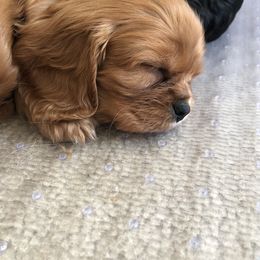 Cavalier King Charles Spaniel Puppies from Tsarevich Goldens and Cavaliers