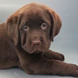 Labrador Retriever Puppies from Barefoot Labradors