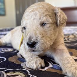 Mr Yellow Collar - Cream male Poodle puppy in Screven, Georgia from Dreamland Standard Poodles