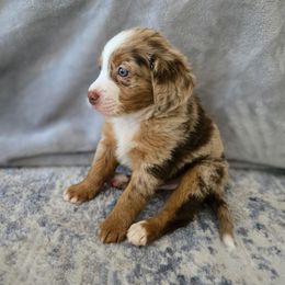 Meeko - male Australian Mountain Doodle puppy in Culpeper, Virginia from Hazel River Doodles