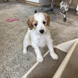 Cassie - Parti female Goldendoodle puppy in Sugarcreek, Ohio from True Hearted Doodles