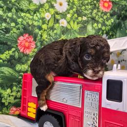 Saturn - Red tri-color male Aussiedoodle puppy in Prescott Valley, Arizona from Ramirez Family Doodles