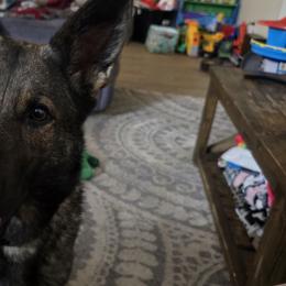 French Bulldogs and German Shepherds from Crossfire Elite Canines