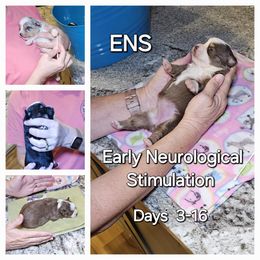 Toy Australian Shepherd Puppies from Reflections of Star Crest Kennel