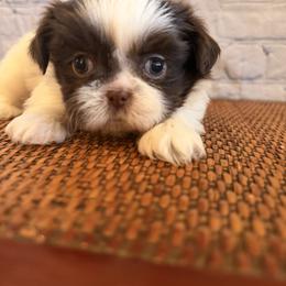 Girl 2 - female Shih Tzu puppy in Peoria, Arizona from Jodi’s Shihtzus