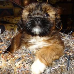 Boy 3 - Lhasa Apso puppy from GyanGanj Lhasa Apso