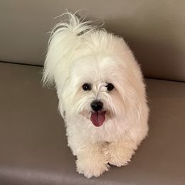 Suki - Coton de Tulear