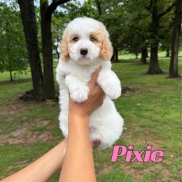 Pixie - Red female Bernedoodle puppy in Springfield, Missouri from PoodlelyDoodlely