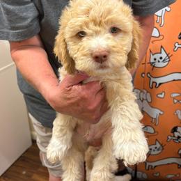 Enrico Caruso Della Fino - Orange male Lagotto Romagnolo puppy in Santa Fe, New Mexico from Fino Lagotto