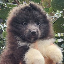 Pixie - Black and white female Shetland Sheepdog puppy in Weedsport, New York from M&M Shelties and Smooch-A-Bulls English Bulldogs